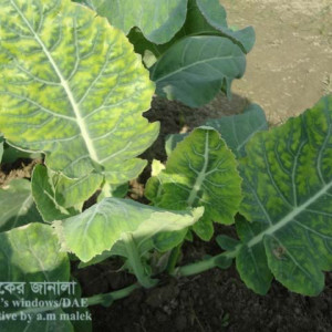 বাঁধাকপির ইয়োলো ভাইরাস রোগ