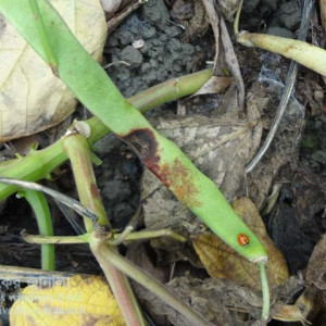 ঝাড়শিমের এনথ্রাকনোজ রোগ